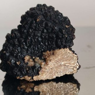 Sommertrueffel Tuber Aestivum