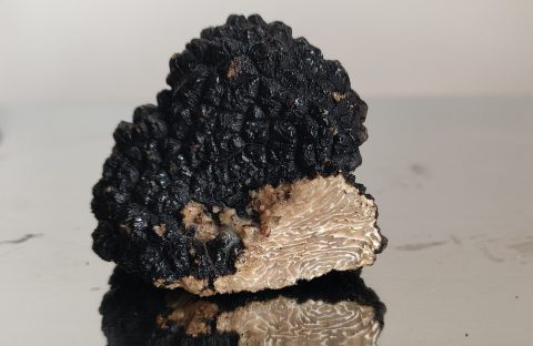 Sommertrueffel Tuber Aestivum