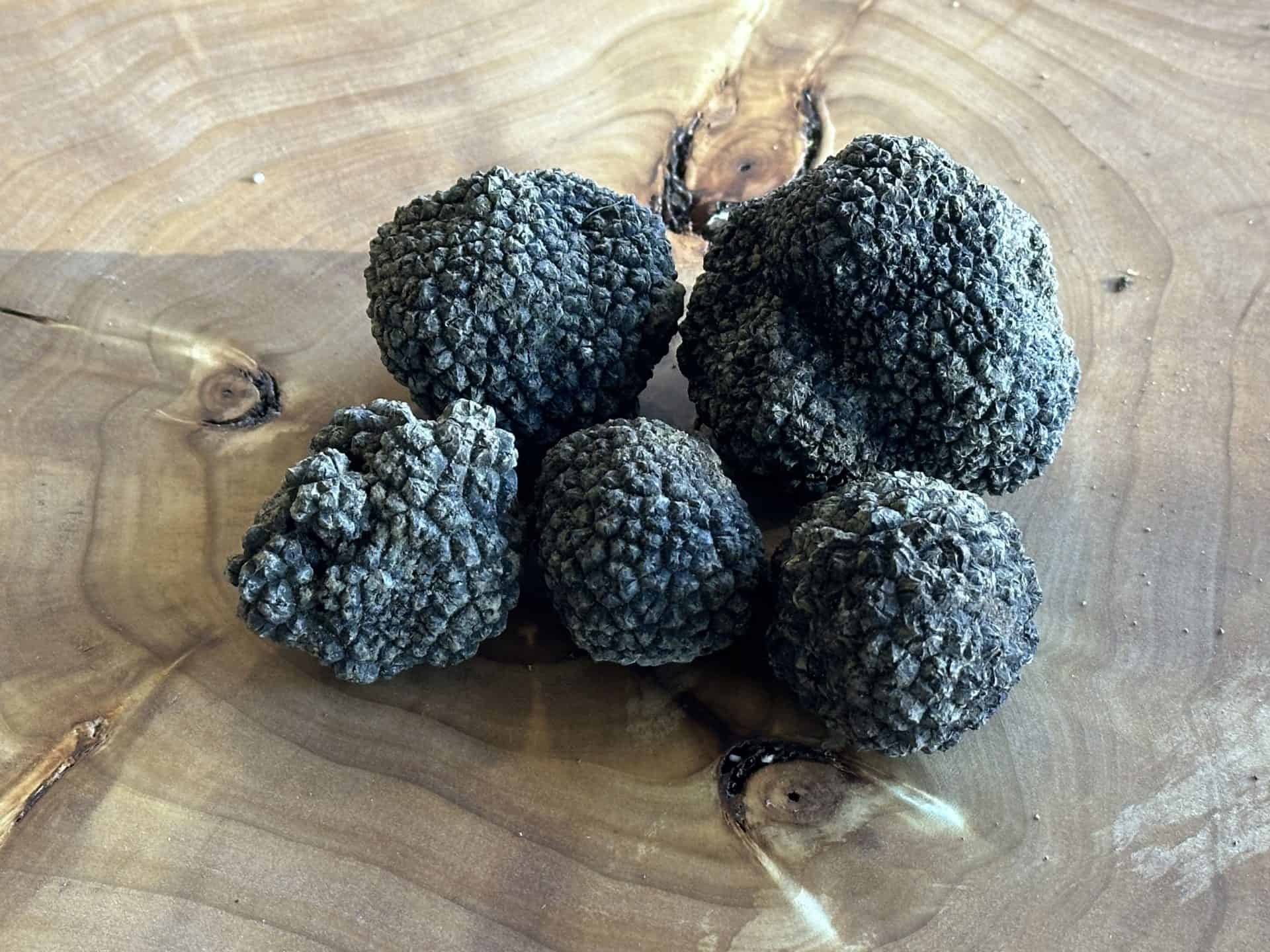 Tuber Mesentericum Tartufo Di Bagnoli Irpina