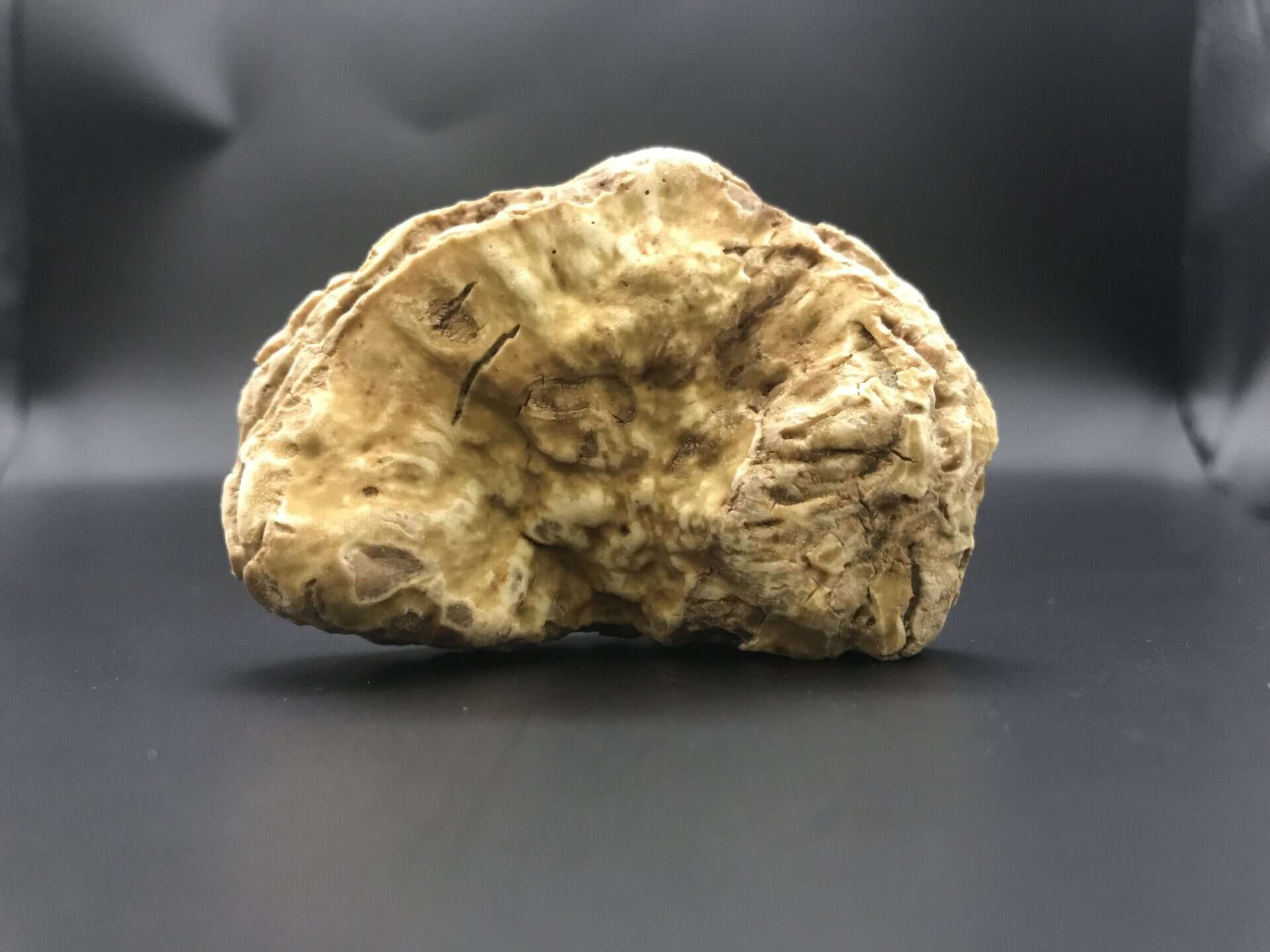 Tuber Magnatum Pico Weisser Edeltrueffel Bianco Pregiato
