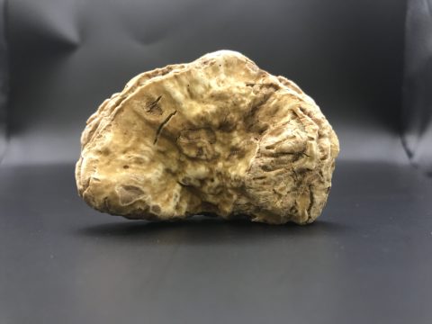 Tuber Magnatum Pico Weisser Edeltrueffel Bianco Pregiato