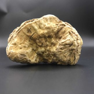 Tuber Magnatum Pico Weisser Edeltrueffel Bianco Pregiato